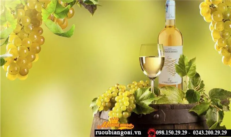 Rượu Vang Ý Chardonnay Bianco Salento