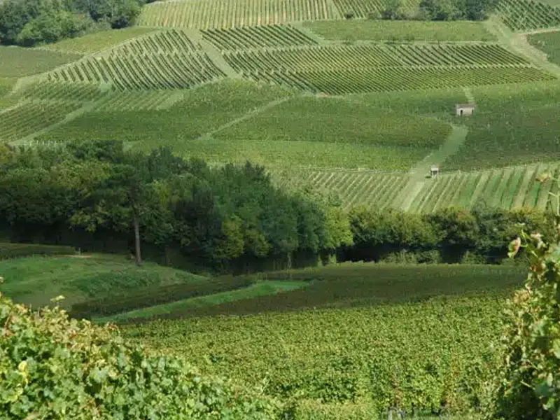 rượu vang pháp chateau moulin de la faye