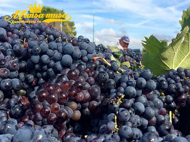 Giống nho Negroamaro