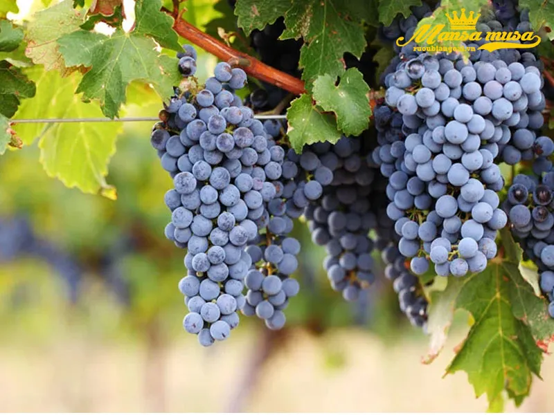 rượu vang pháp château la croix de chereau