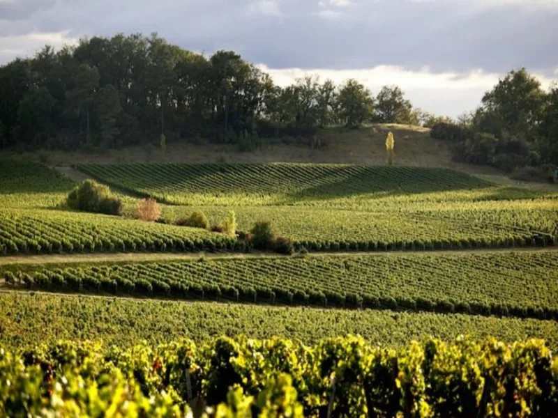 rượu vang beau rivage blanc