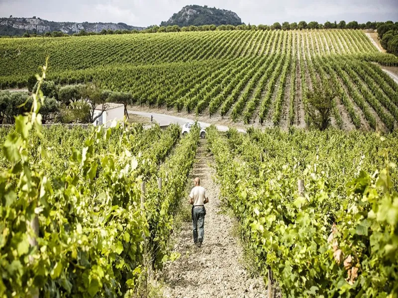 rượu vang château beau-rivage bordeaux supérieur