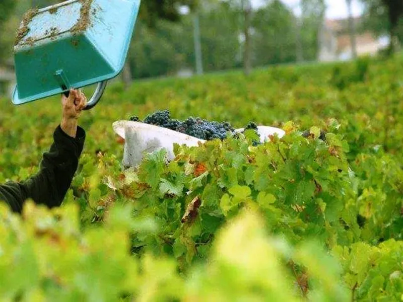 rượu vang château beau-rivage bordeaux supérieur