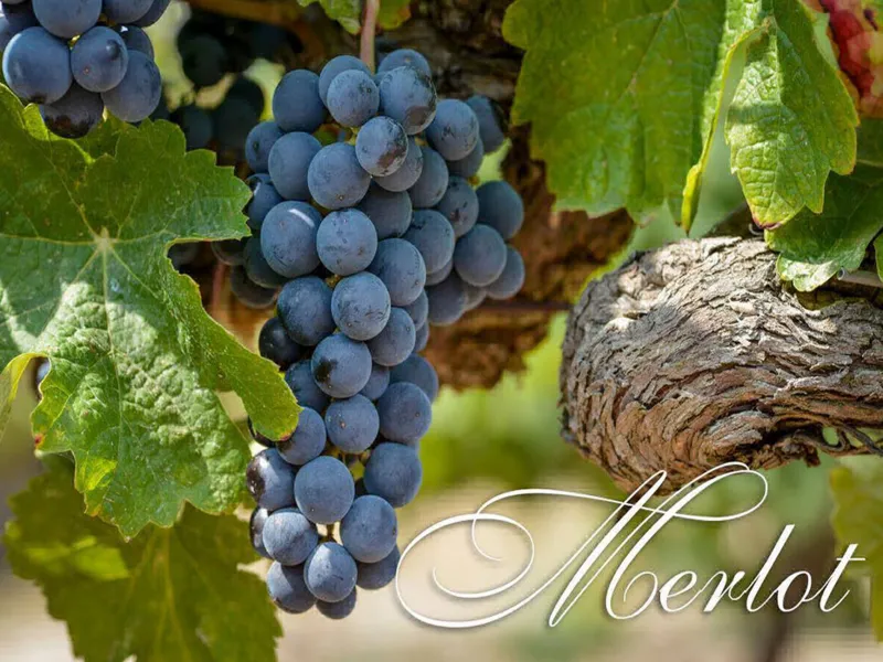 rượu vang château beau-rivage rouge