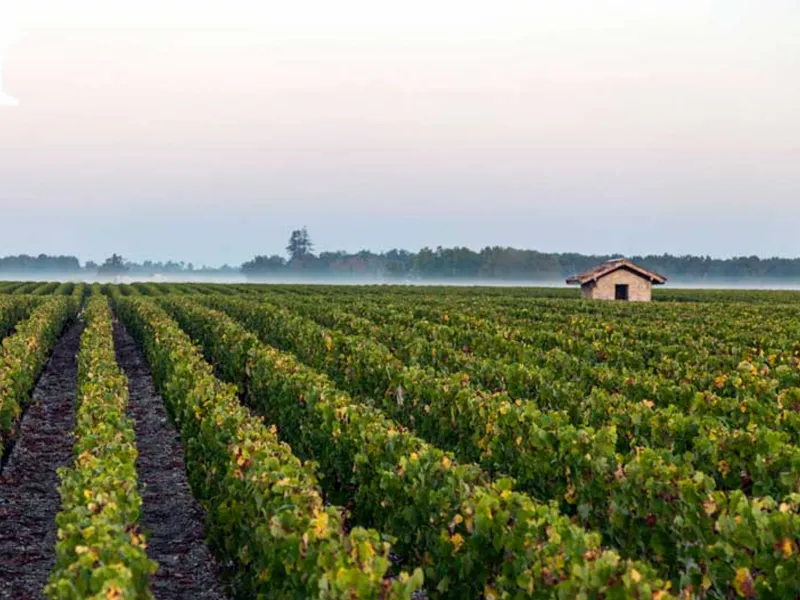 rượu vang château du pin rouge