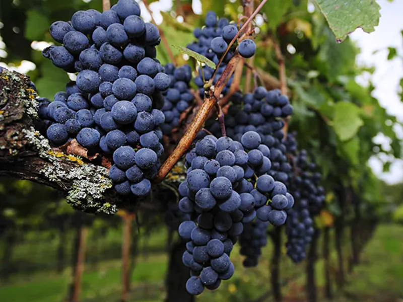 rượu vang château du pin rouge