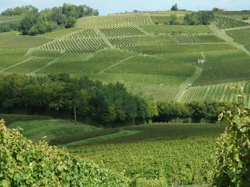 rượu vang château foncrosé blanc