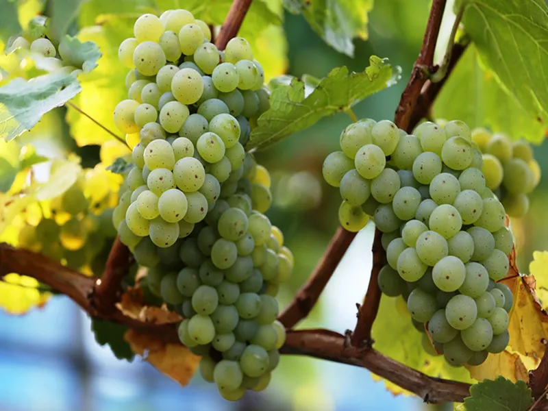 rượu vang château foncrosé blanc