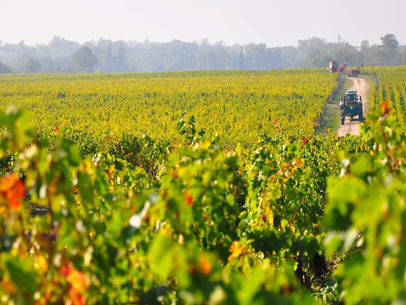 rượu vang château foncrose rouge