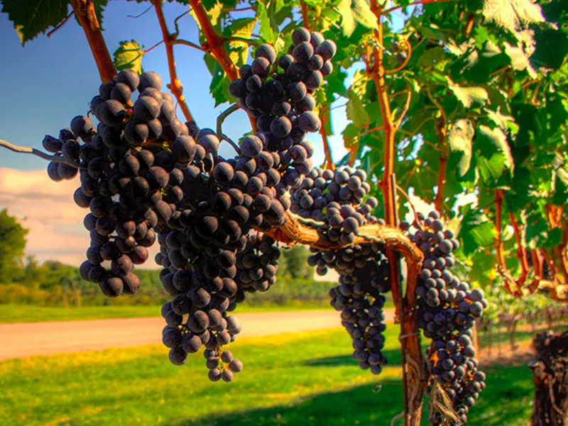 rượu vang château foncrose rouge