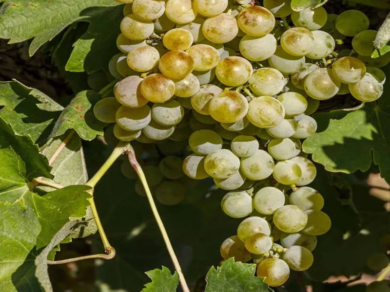 rượu vang pol demi-sec