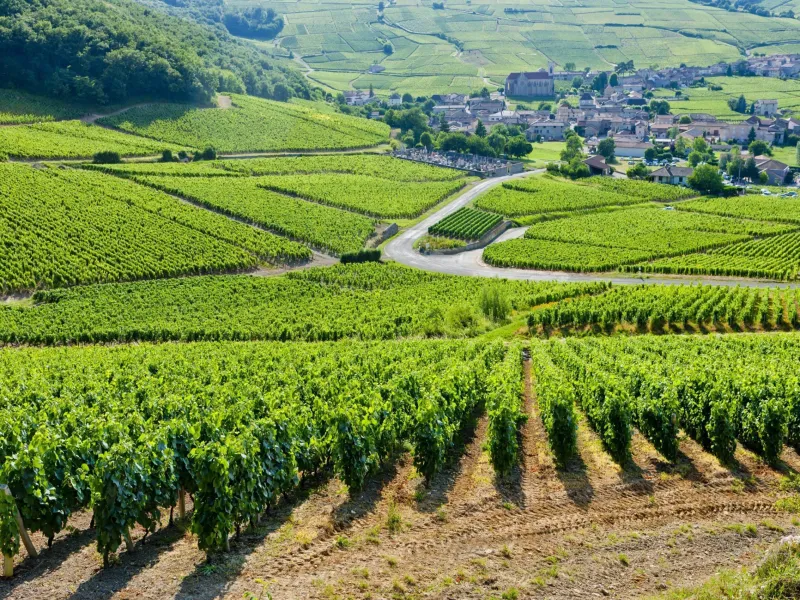 rượu vang pol remy brut