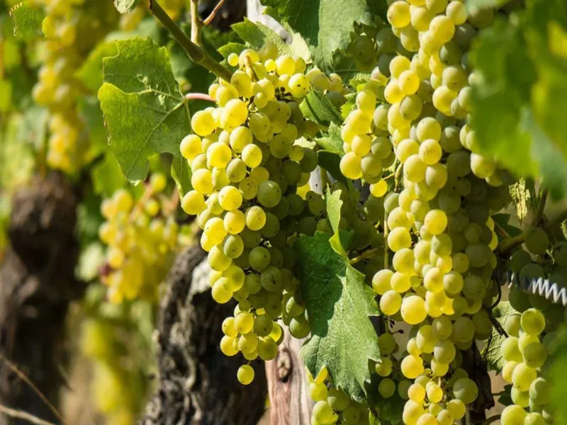 rượu vang pol remy ice