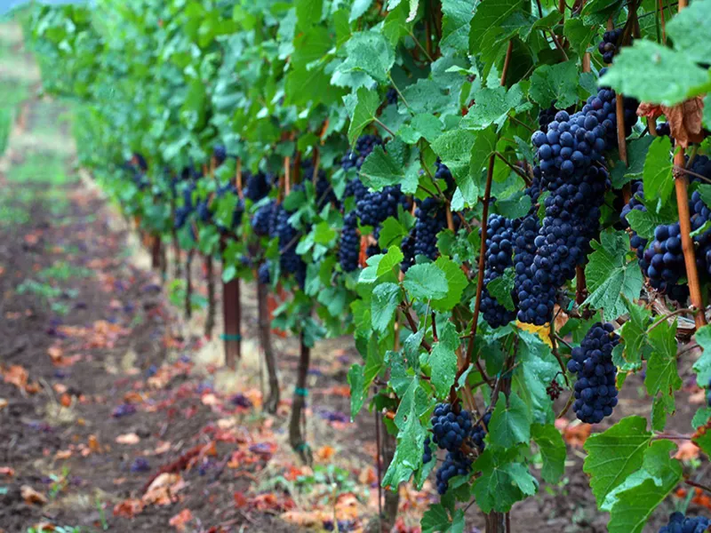 rượu vang rivage rouge