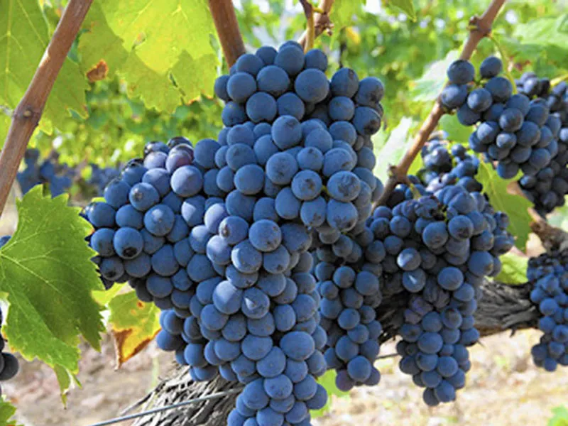 rượu vang tini rosé sangiovese rubicone