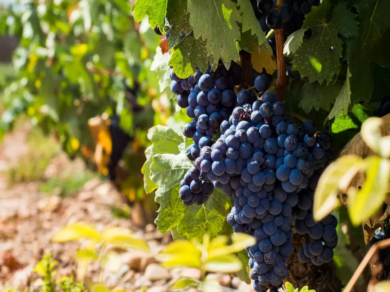 rượu vang veuve du vernay rosé