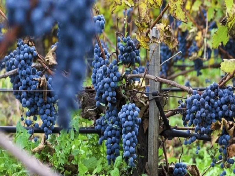 rượu vang château cazaumartin