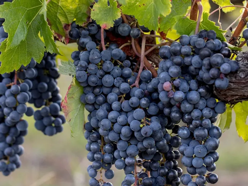 rượu vang château la fleur bellevue rouge