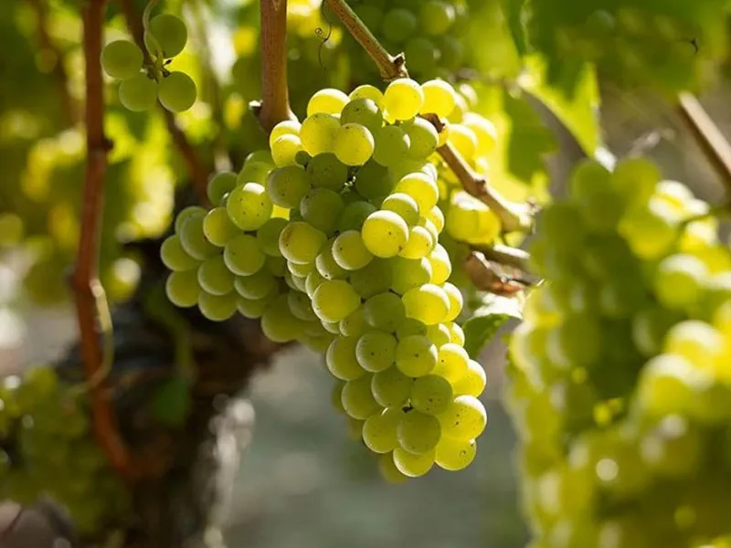 rượu vang château la rose bellevue blanc