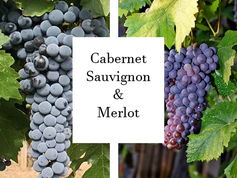 rượu vang château la rose bellevue rose