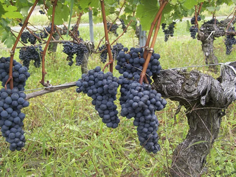 rượu vang château lafont