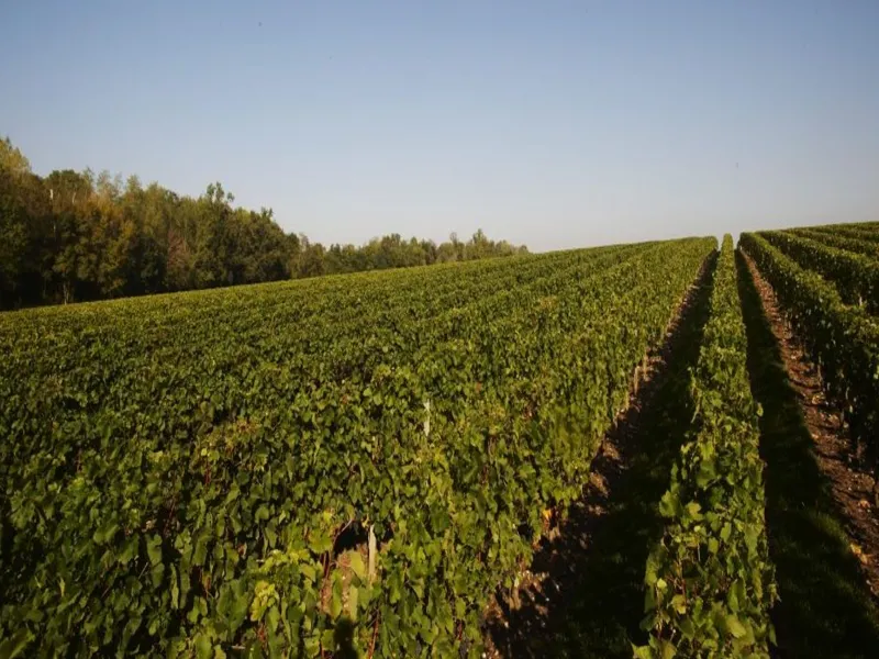 rượu vang de luze