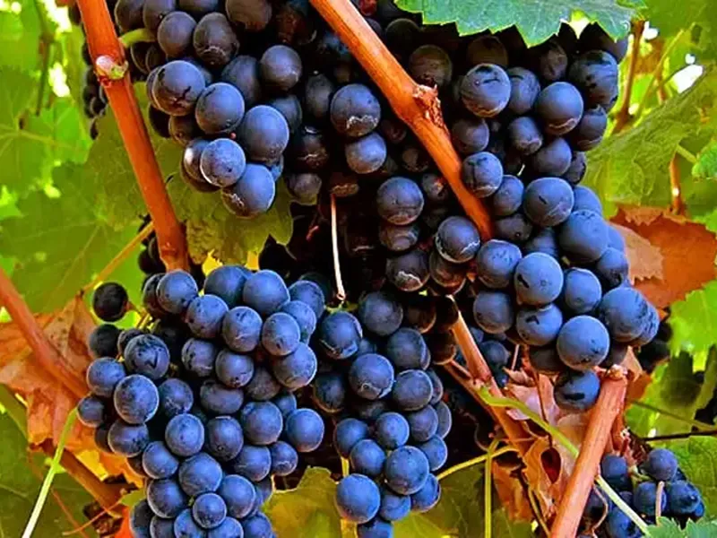 rượu vang đỏ ruffino 1877 chianti