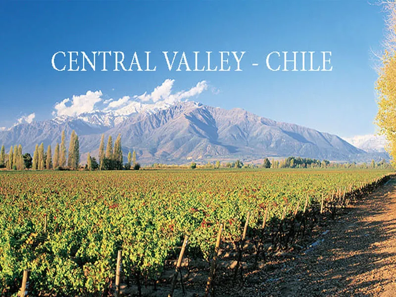 vang chile 9 lives fierce sauvignon blanc