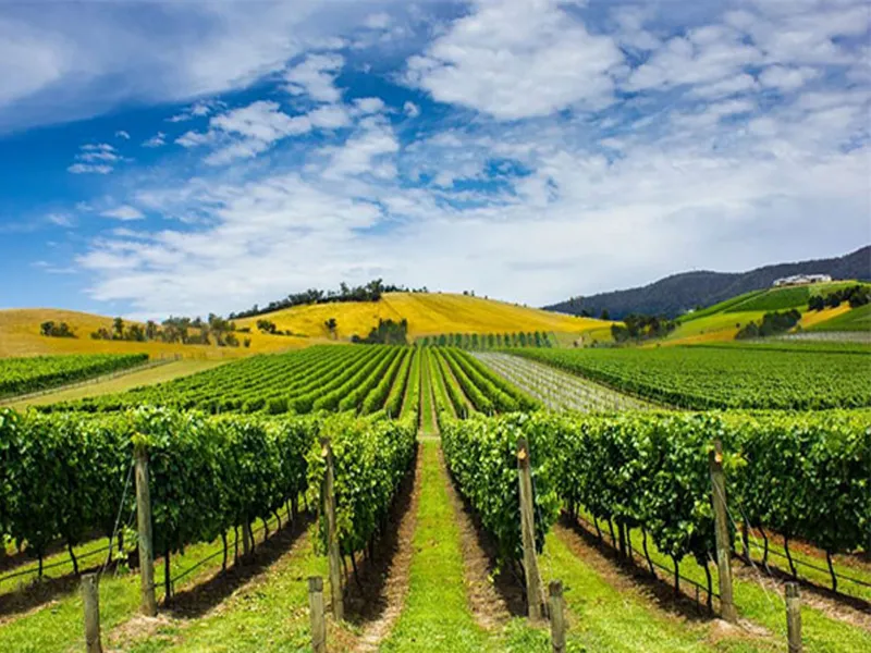 rượu vang bịch la chevalerie maison genestet