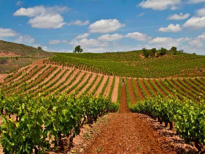 rượu vang castillo de monseran garnacha