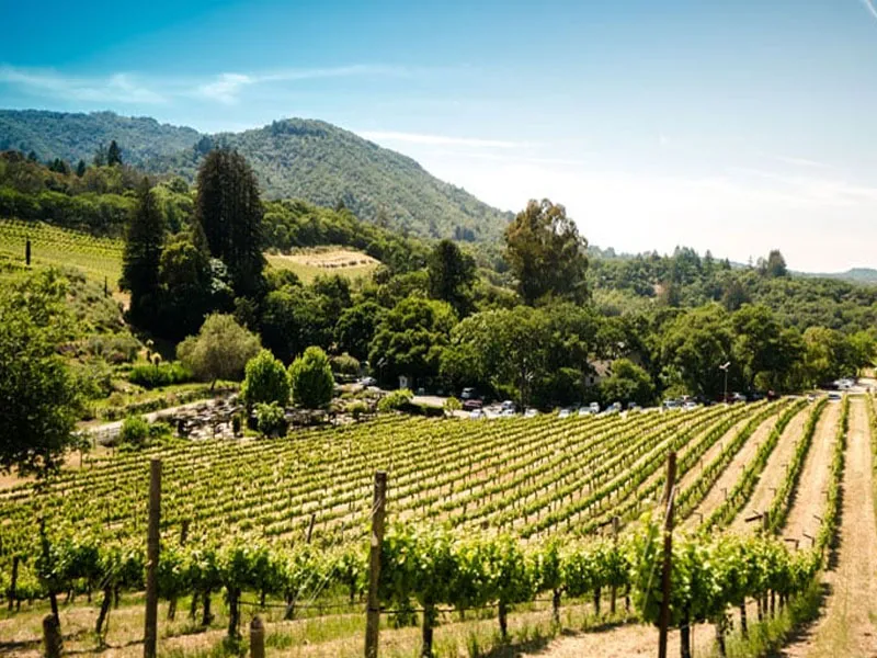 rượu vang chateau citran bordeaux superieur