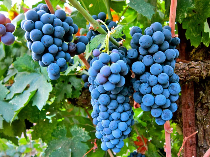 rượu vang chateau citran bordeaux superieur