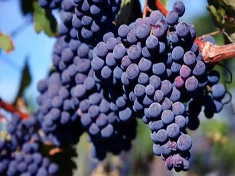 rượu vang santa rita tres medallas cabernet sauvignon