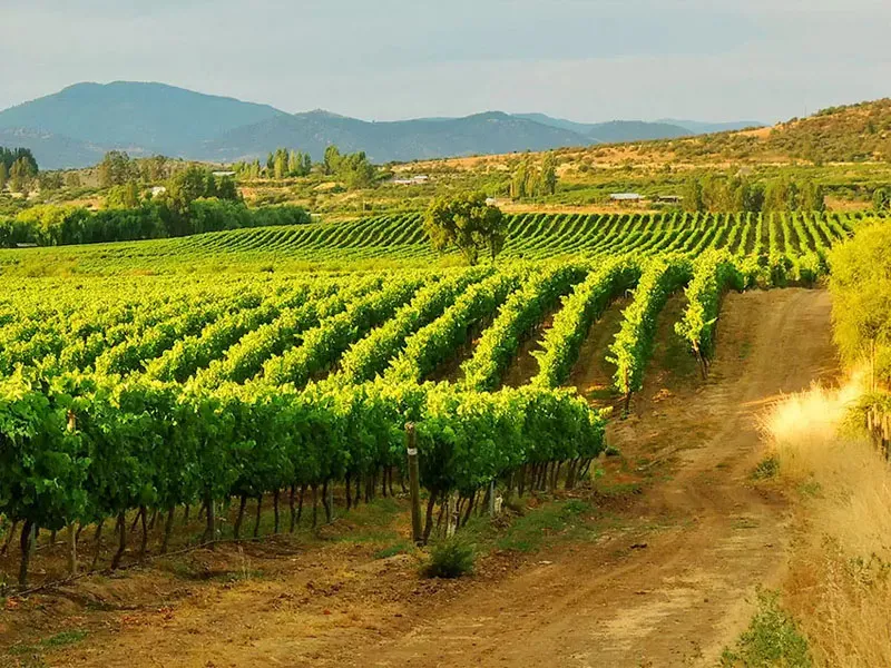 rượu vang tosti moscato d'asti