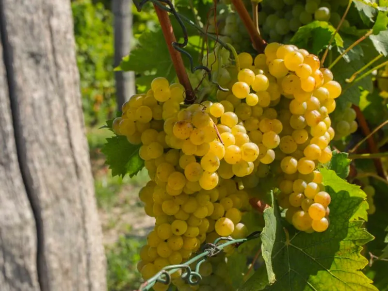 rượu vang tosti moscato d'asti