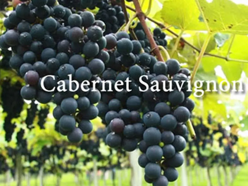 rượu vang vignerons ardechois les classiques cabernet sauvignon