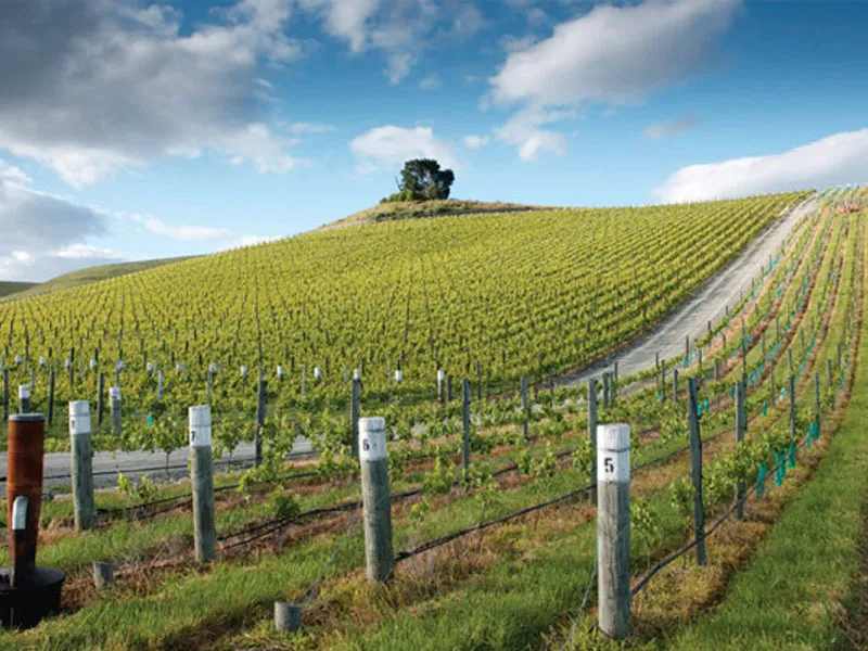 rượu vang vignerons ardechois les classiques sauvignon blanc