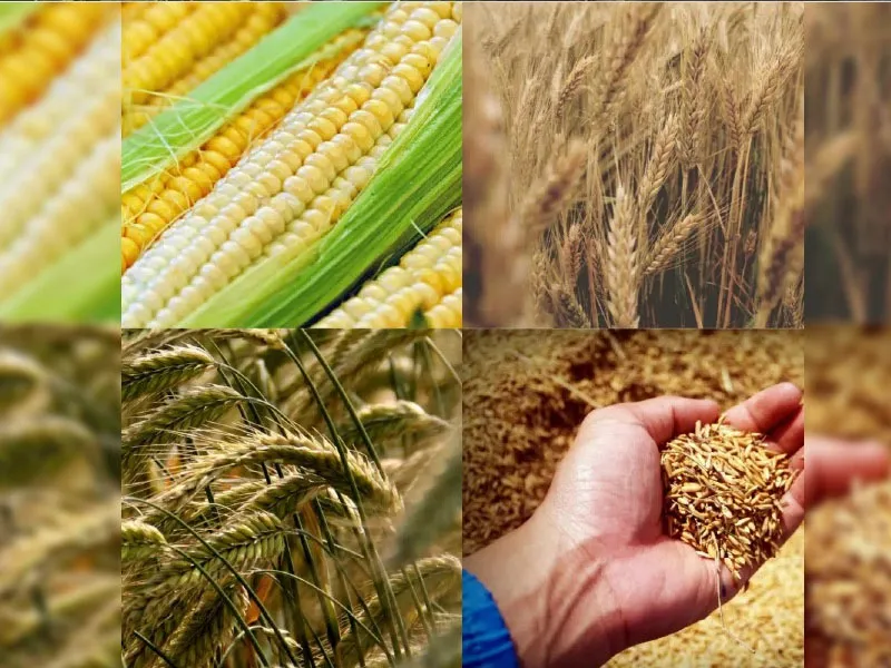 rượu whisky wild turkey 81