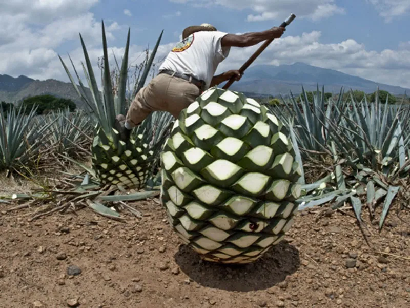 rượu tequila reserva 1800 coconut chai 750ml