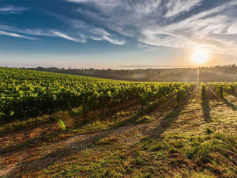 rượu vang chile santa carolina reserva cabernet sauvignon