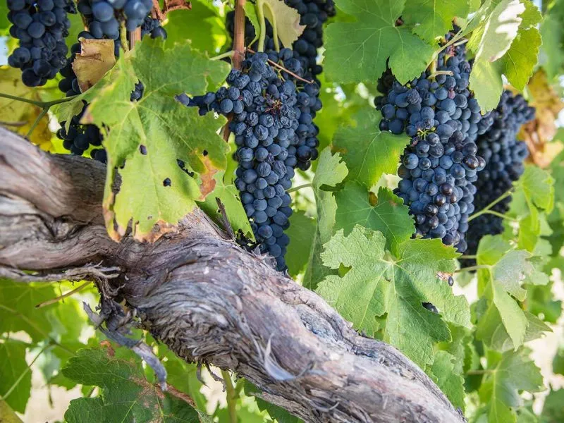 rượu vang pháp roche mazet vin de pays d'oc cabernet sauvignon