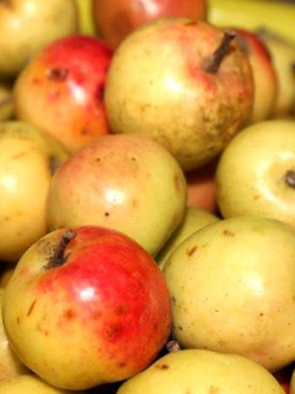 rượu táo mèo ligour 500ml 30v