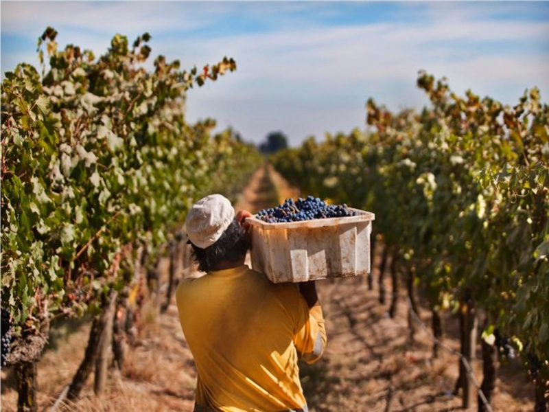 rượu vang chile green valley cabernet sauvignon