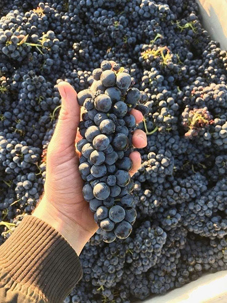 rượu vang đỏ giá rẻ dưới 200k 2026: top lựa chọn tuyệt vời!