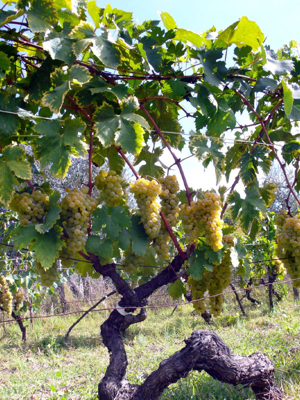 rượu vang pouilly-fuissé les crays deux roches