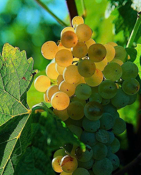 rượu vang trắng giá rẻ dưới 300k? rượu vang trắng giá rẻ dưới 300k?