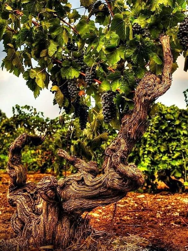 rượu vang úc long row cabernet sauvignon