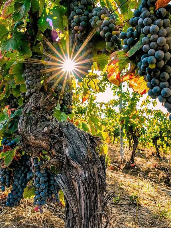 rượu vang úc long row merlot