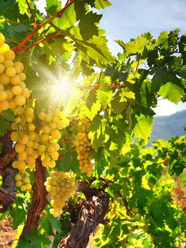 saint veran en terre noire blanc