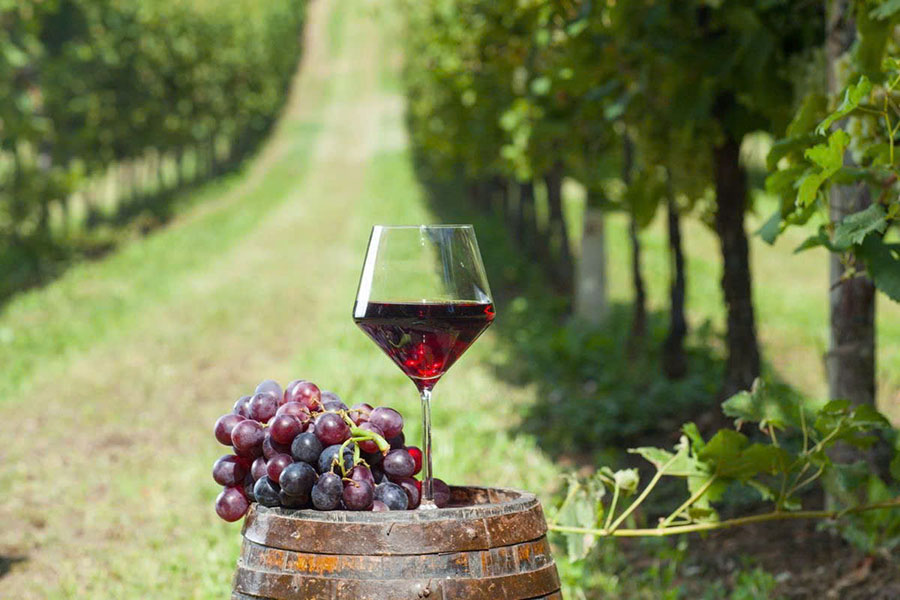 top 10 chai rượu vang đỏ giá rẻ dưới 300k đáng mua nhất 2026